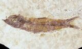 Small, Knightia Fossil Fish - Wyoming #47503-1